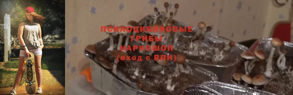сатива Армянск